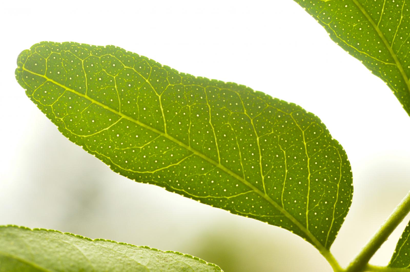 原生植物「过山香」成防蚊生力军 大学生研发天然防蚊液