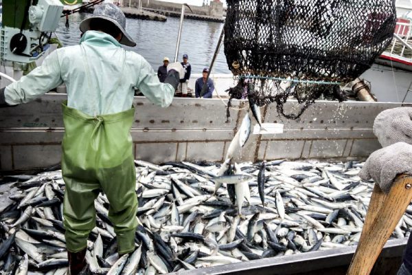 12名模範漁民出爐 傳承古法蹦火仔、科技創新小丑魚 展現臺灣漁業新樣貌 - 農傳媒