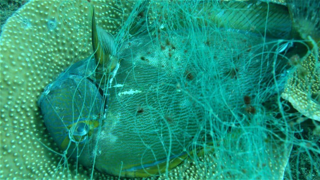 投網 [B33789] 漁業 刺網 捕獲 魚捕 道具 刺網漁具沒標示7月開罰！漁民曝寫上名字竟意外有這好處
