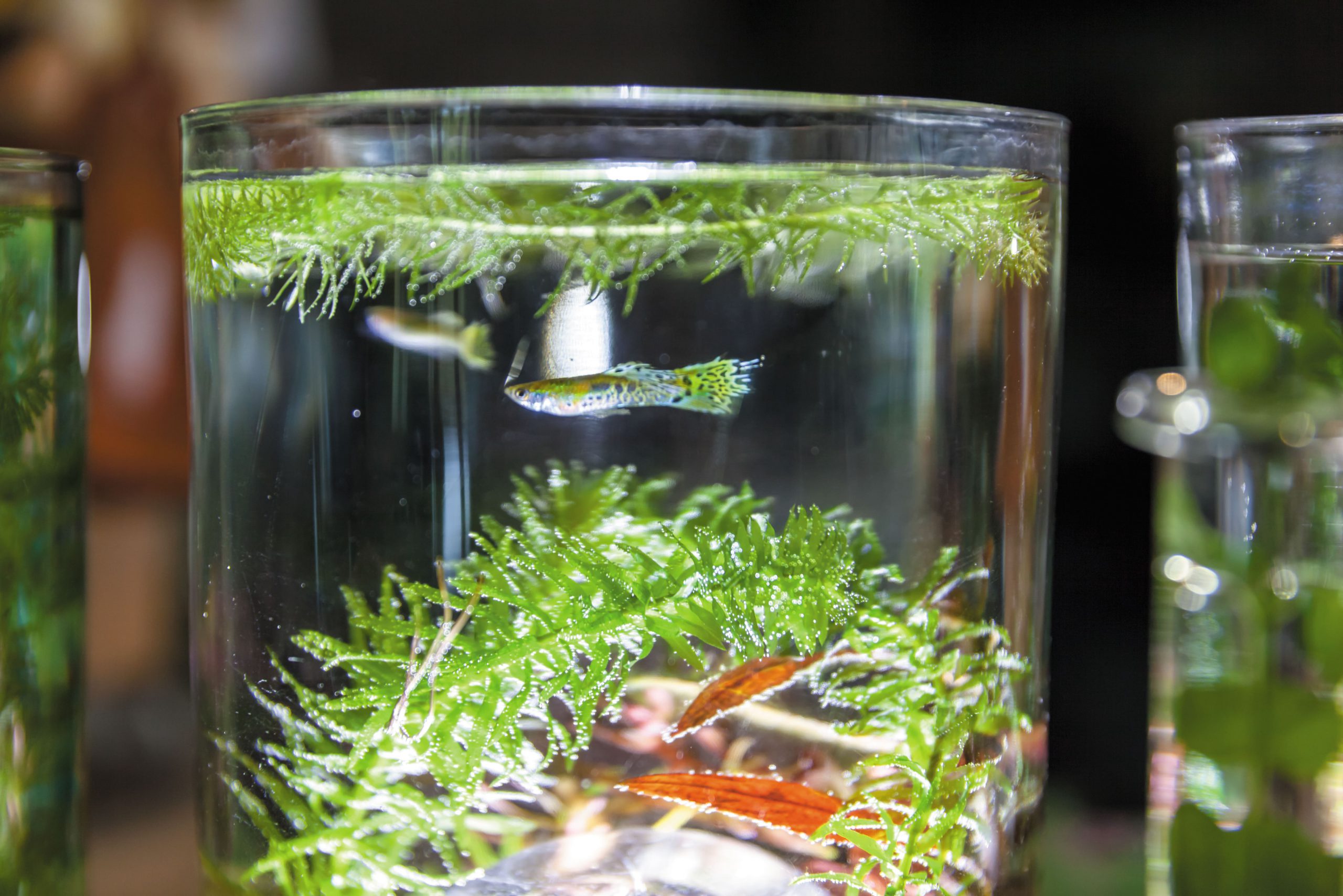 他們的海底星球 雙世代水草玩家的相遇 農傳媒