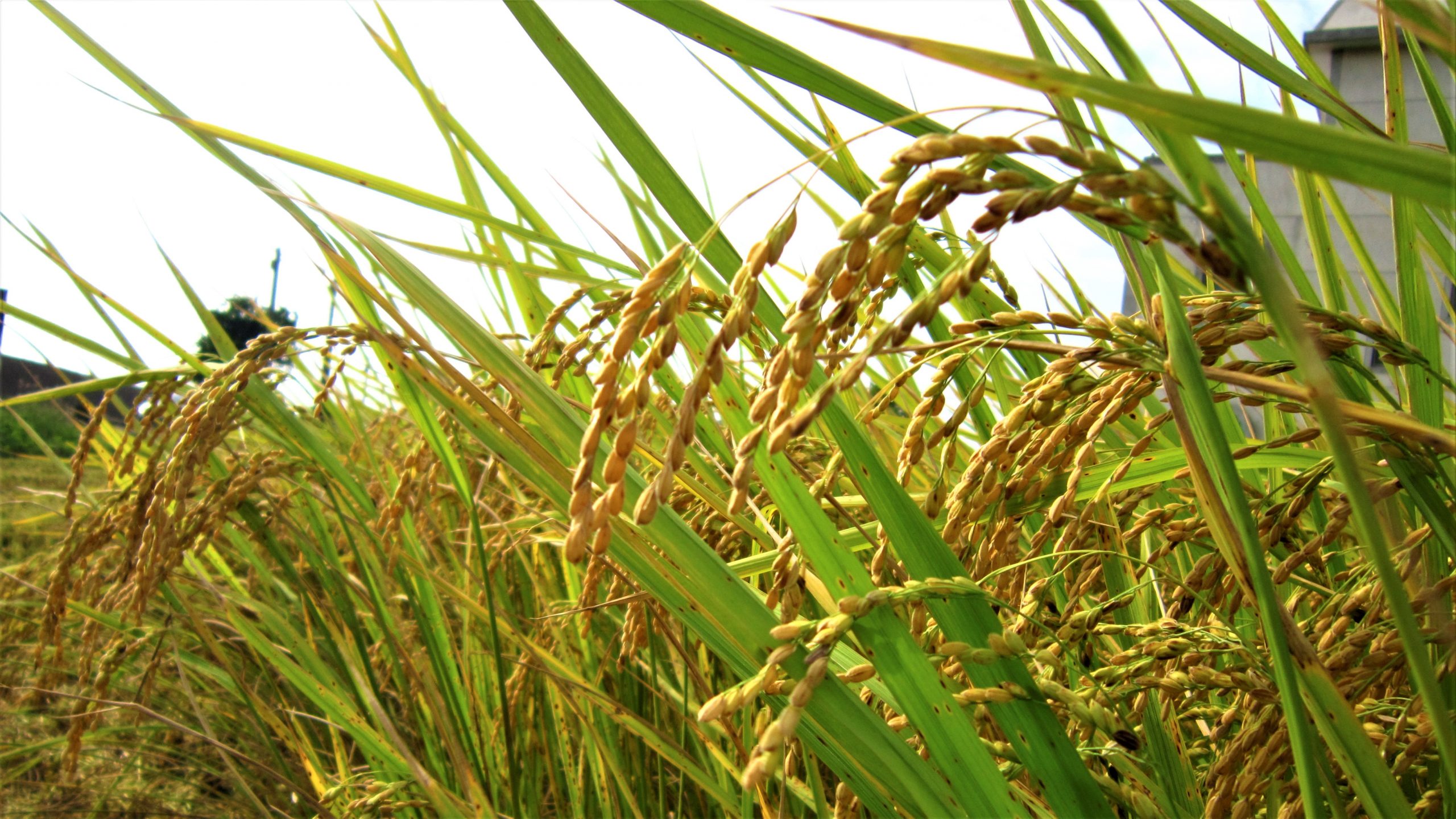 知多實業新聞（1918年創刊号）・知多新聞（1918年）知多時報（1922年） 疾病管制署- 原來在沒有疫苗的時代，一場流感就可以奪走那麼多人的生命