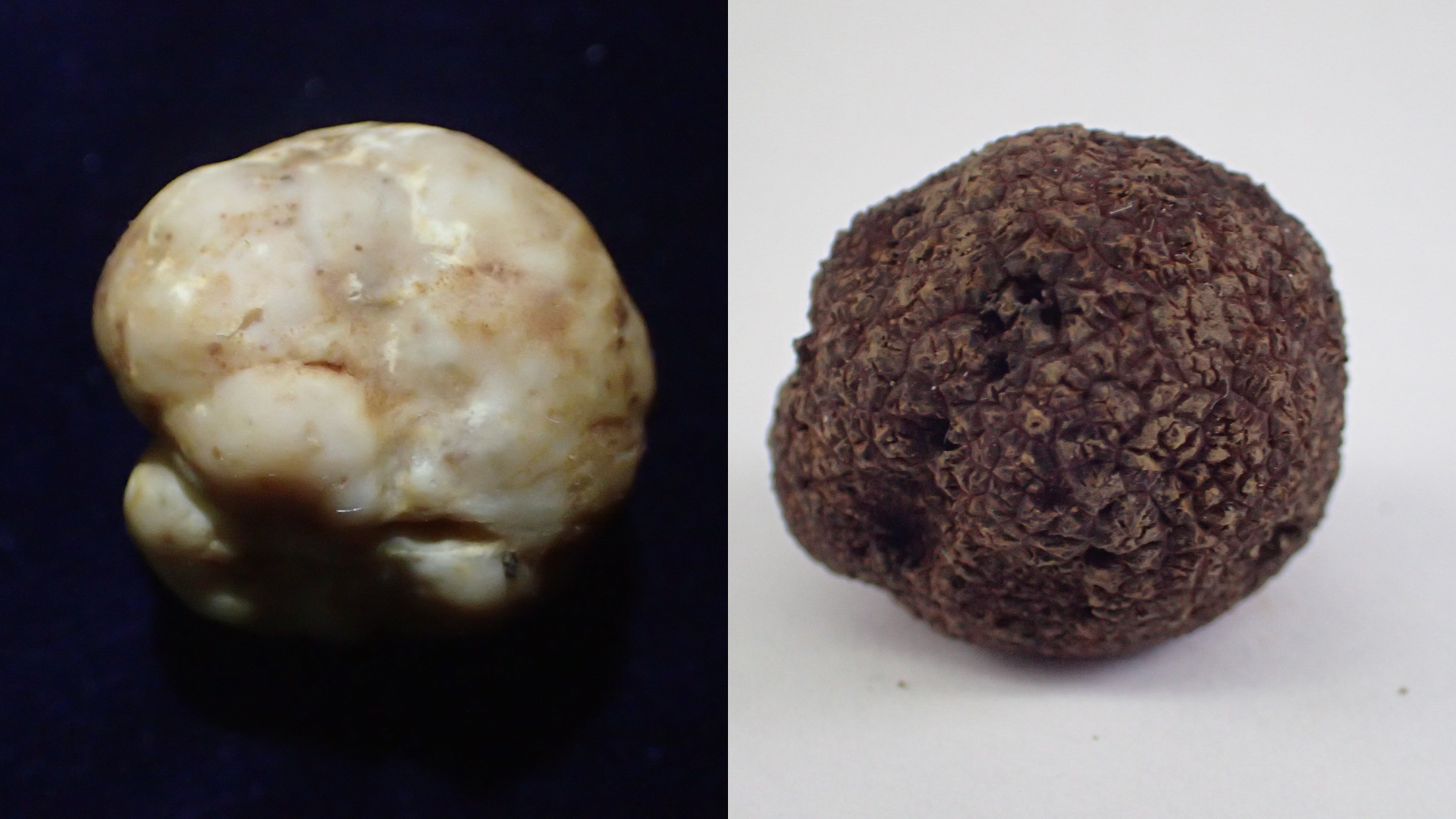 蘊藏許多世界新種？ 林試所10年研究 揭開臺灣松露的真實面紗 - 農傳媒