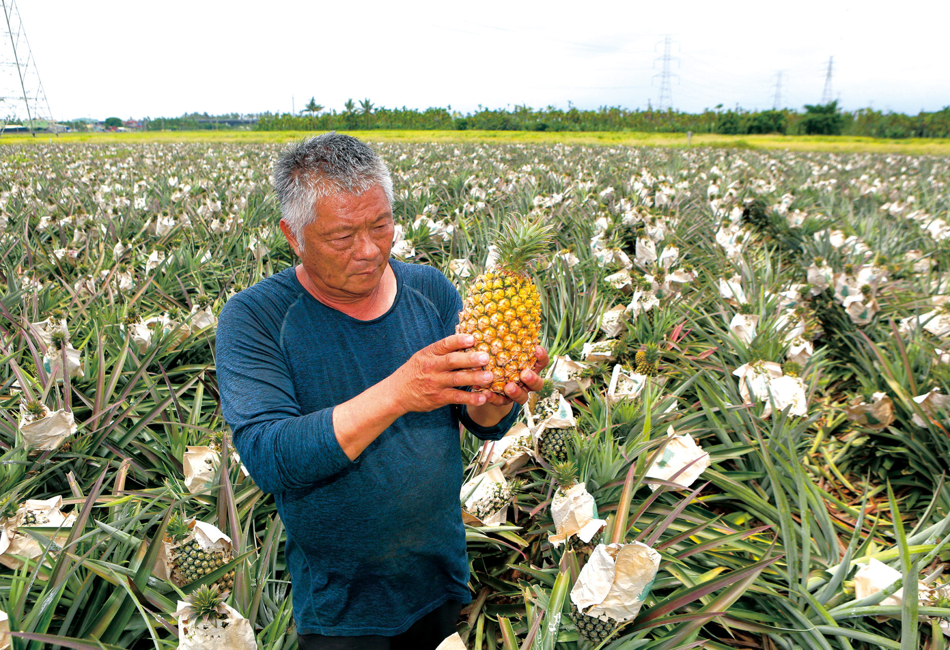 【疫情下的臺灣農糧產業】疫情啟示錄:水果產地如何突破重圍?市場過度集中分散風險勢在必行 - 農傳媒
