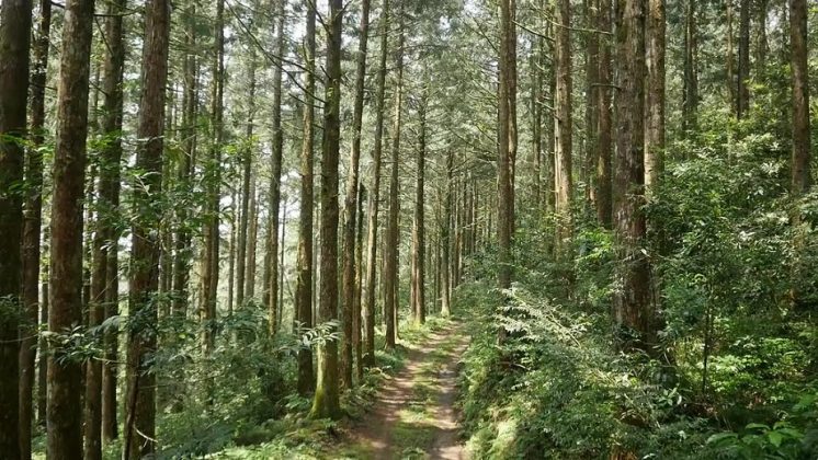40年臺灣杉試驗林首度疏伐 林試所:撫育林木、提高木材自給率 - 農傳媒