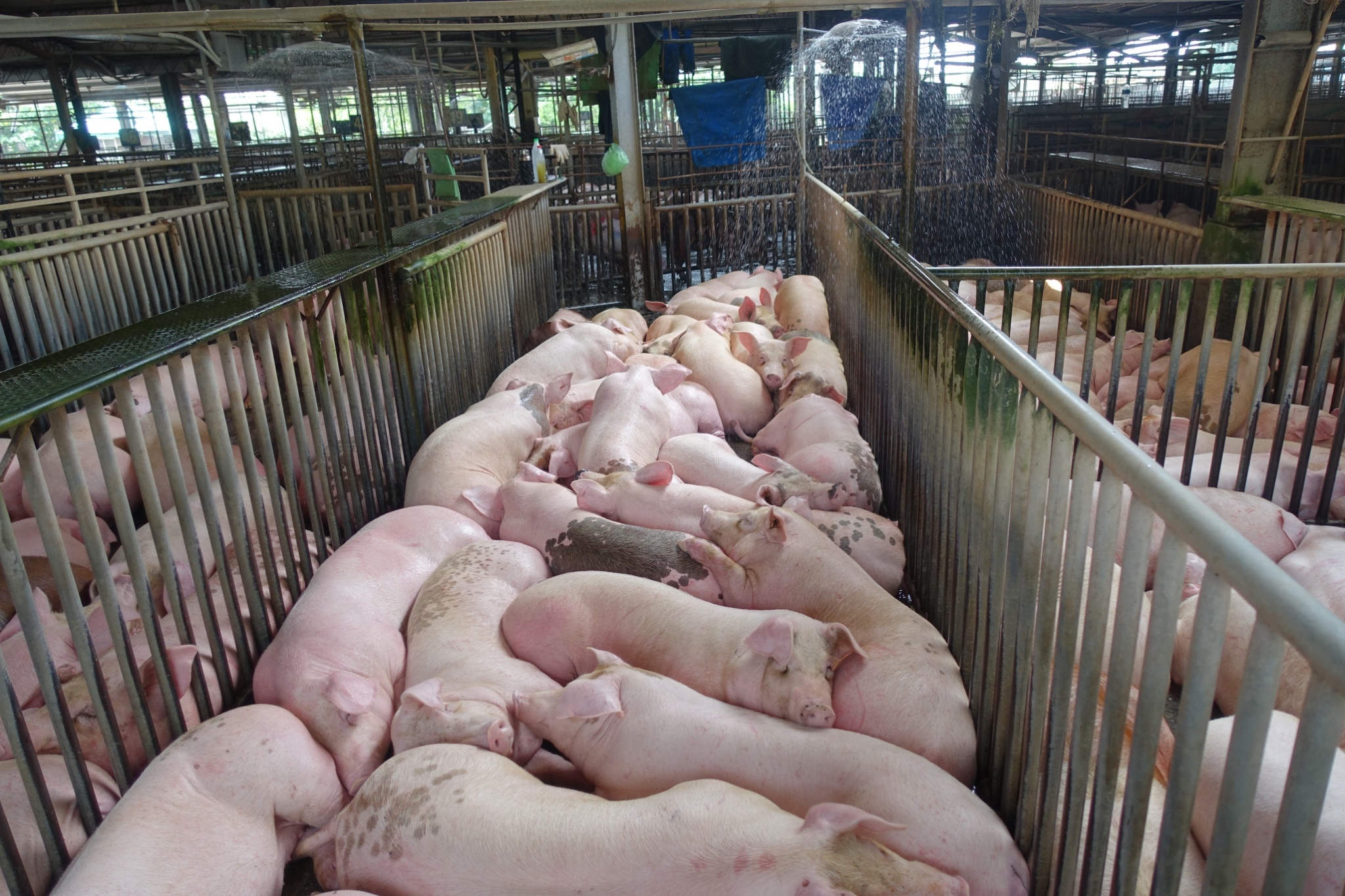 【台湾猪跃升01】产地直击 猪农与消费者看台猪优势