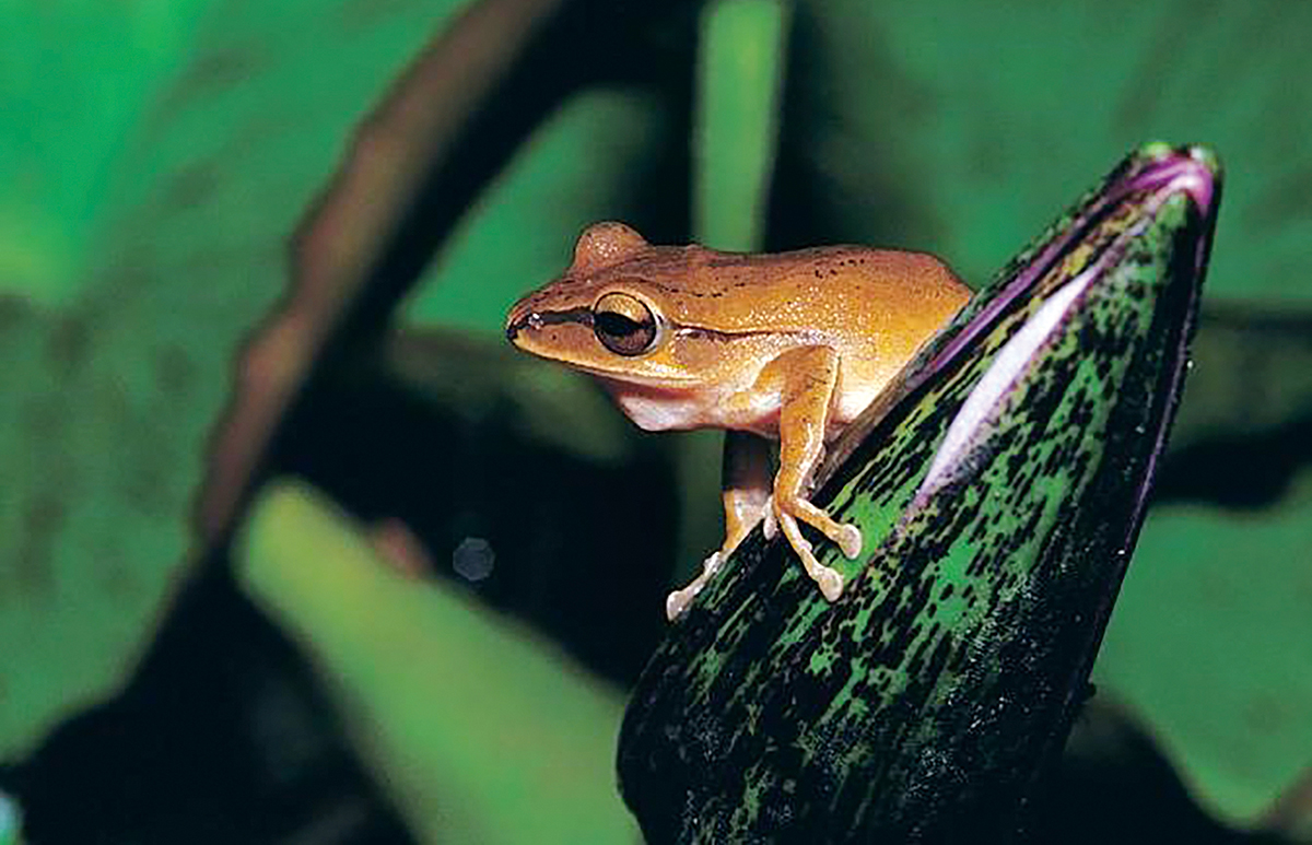 全臺志工總動員 防治斑腿樹蛙的10年長征 農傳媒