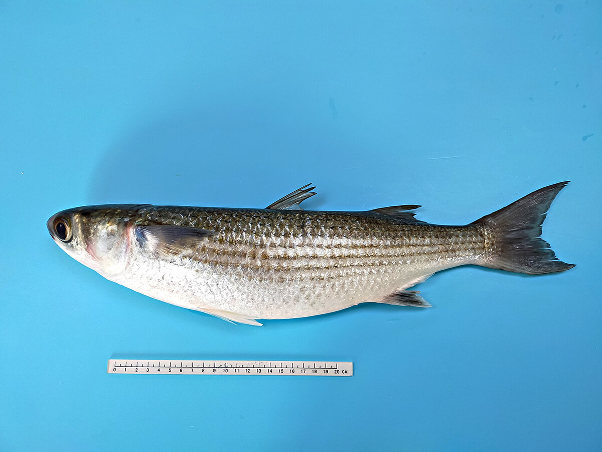 氣候變遷影響烏魚漁獲往北移臺中以北占全台九成 農傳媒