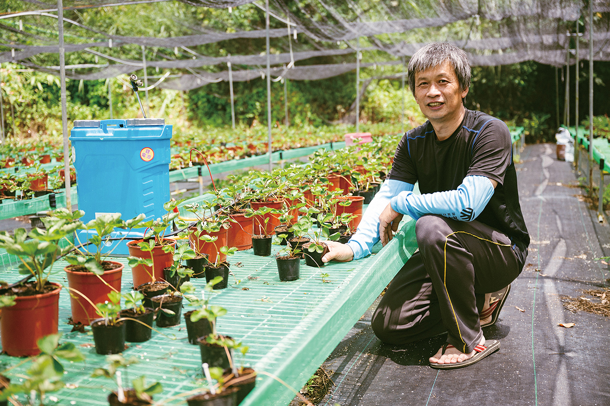本土蘇力菌商品化與產業化成果耀眼殺蟲戰力更勝市售國外商品- 農傳媒