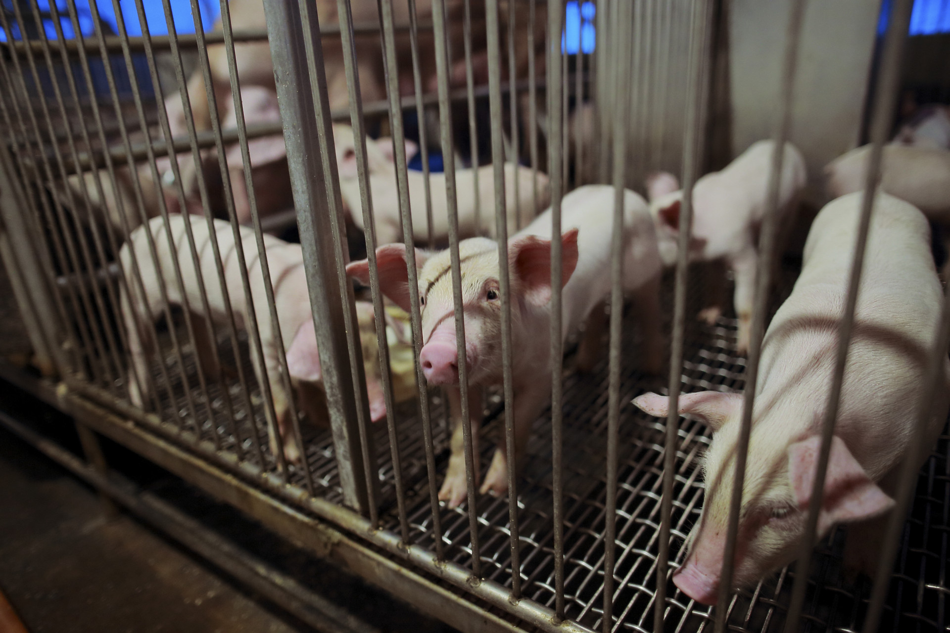 非洲豬瘟最後防線怎麼守？廚餘養豬政策下周三前對外說明- 農傳媒