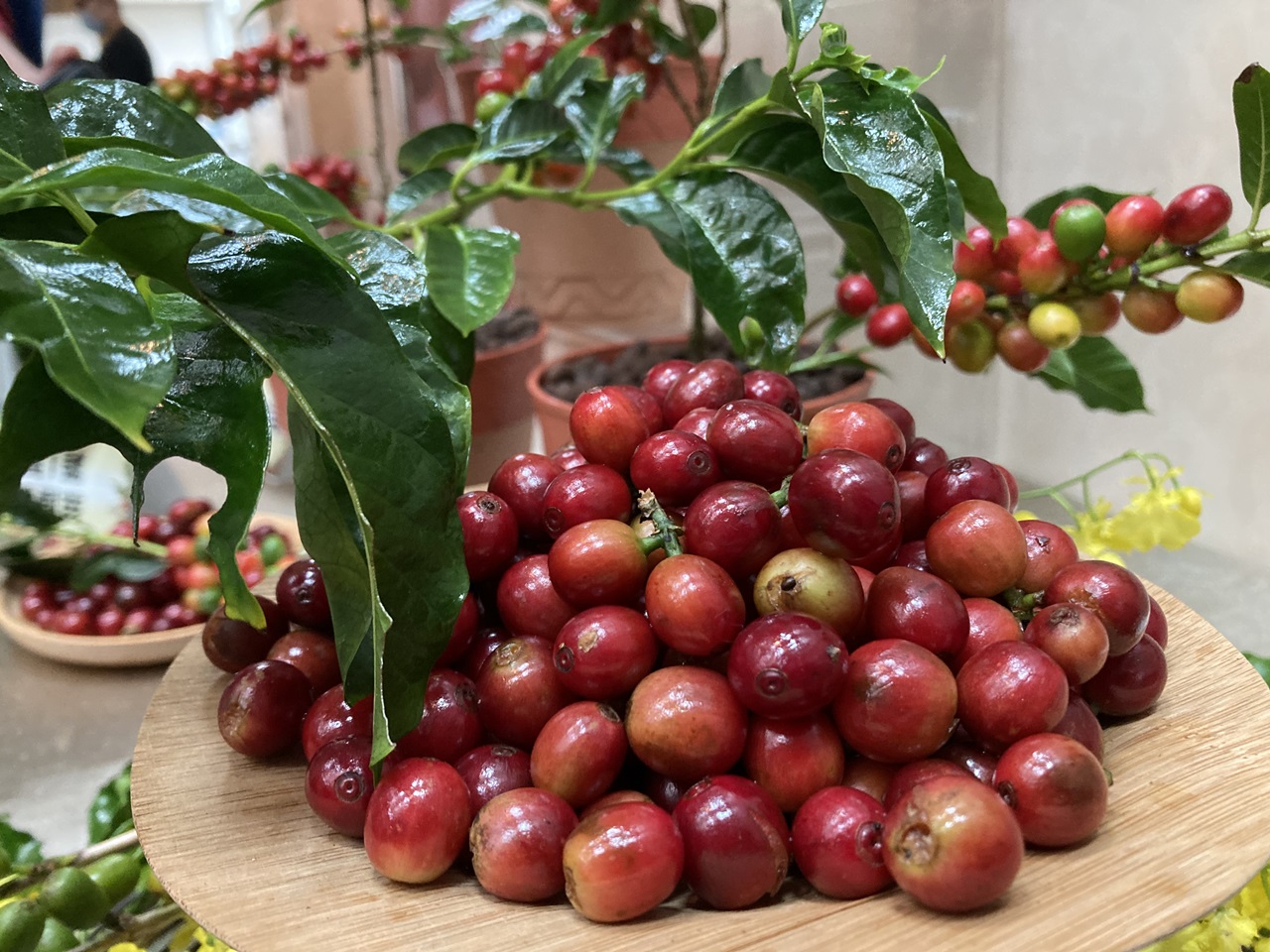 首支本土育成咖啡品種「台農1號」杯測達精品等級平地適種、產量1.2倍- 農傳媒