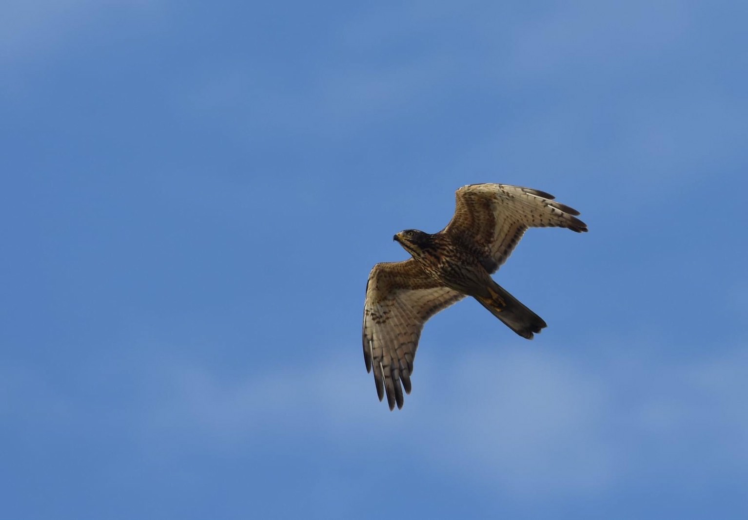 國慶鳥報佳音 灰面鵟鷹過境累計超過11 6萬隻創新歷史紀錄 農傳媒