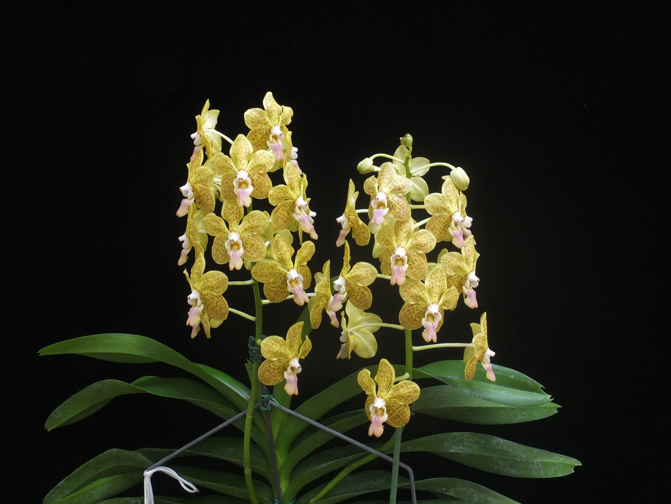 臺灣原生蘭能助產業更進一步嗎？「雅美」萬代蘭育成新品系- 農傳媒