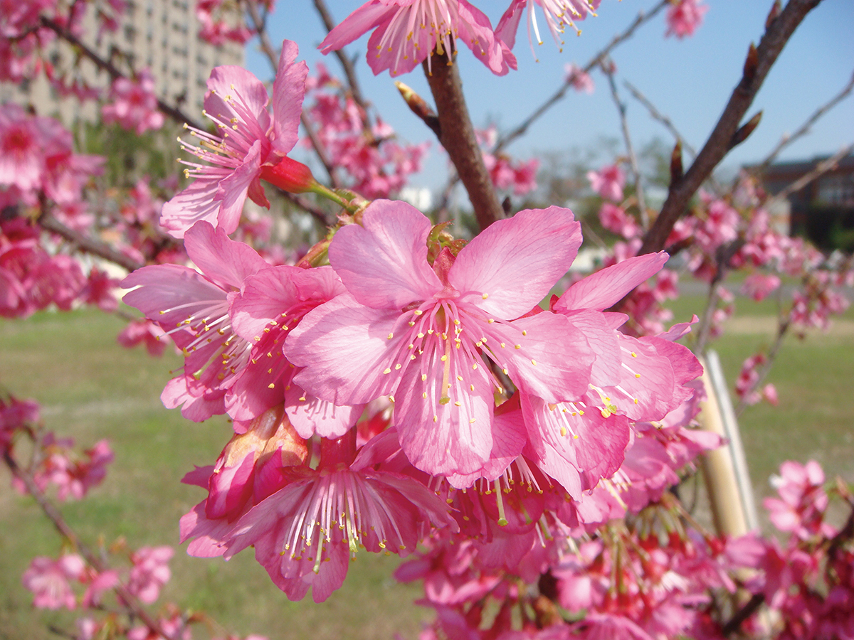 櫻花「春緋」與「紅華」為都市點上新妝- 農傳媒