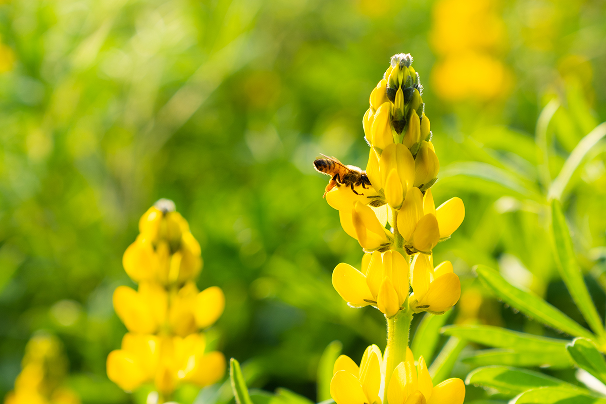 美麗島上的花花密語 讓她們代言臺灣的故事 農傳媒