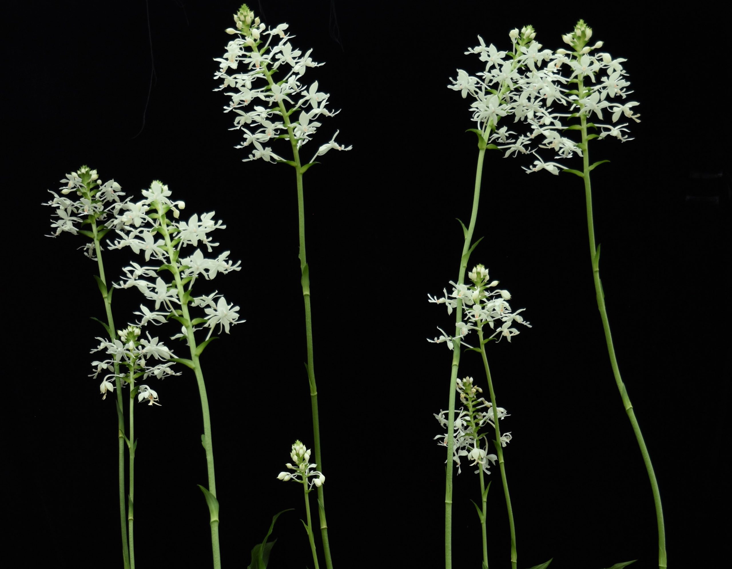 原生種馴化育成臺灣第一個根節蘭品種誕生「桃園1號─白玉精靈」主攻切花市場- 農傳媒