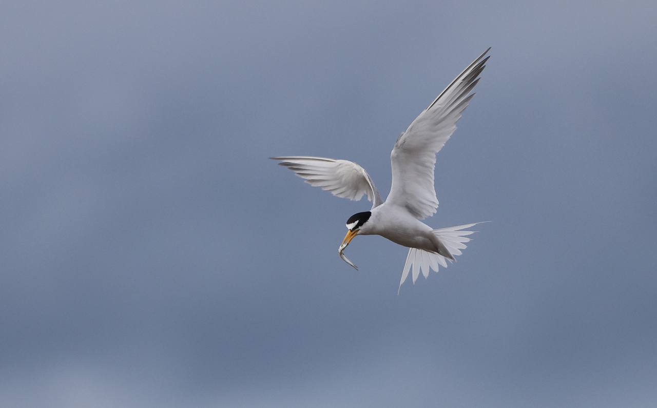 七股區頂山鹽灘地爆紅鳥會 攝影人流不斷已干擾小燕鷗繁殖 農傳媒 七股區頂山鹽灘地爆紅鳥會 攝影人流不斷已干擾小燕鷗繁殖 農傳媒