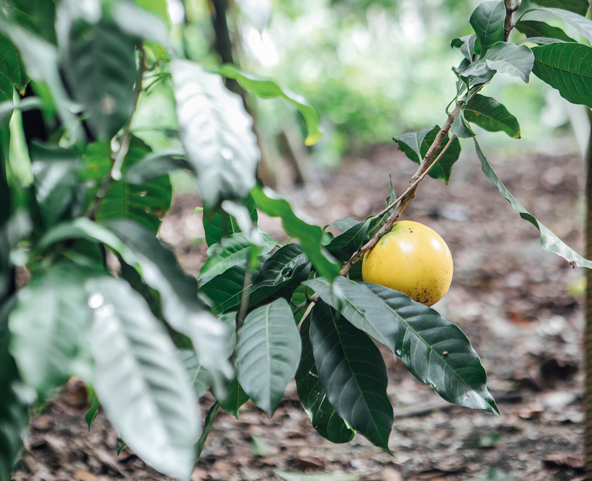 不一樣的黃金果從鱷魚農場誕生的喜氣福果- 農傳媒