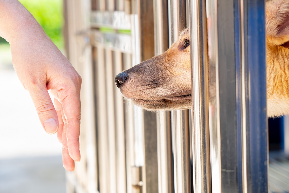 品種犬認養怪象03 認養犬貓確認來源合法公立收容中心最放心 農傳媒 品種犬認養怪象03 認養犬貓確認來源合法公立收容中心最放心 農傳媒