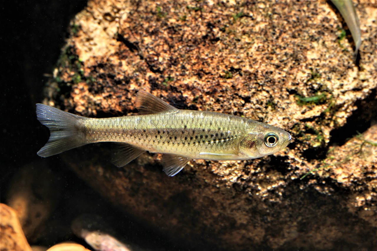 林務局預告6種1屬淡水魚列保育類 「溪流細鯽」成魚不到200尾瀕危 - 農傳媒