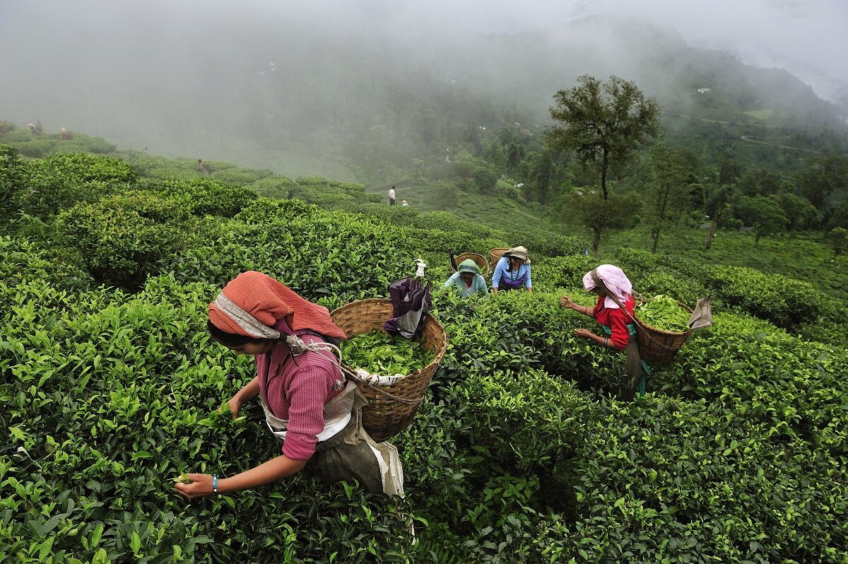 走向護土、有機種植的茶業尖端──喜馬拉雅山麓的大吉嶺- 農傳媒