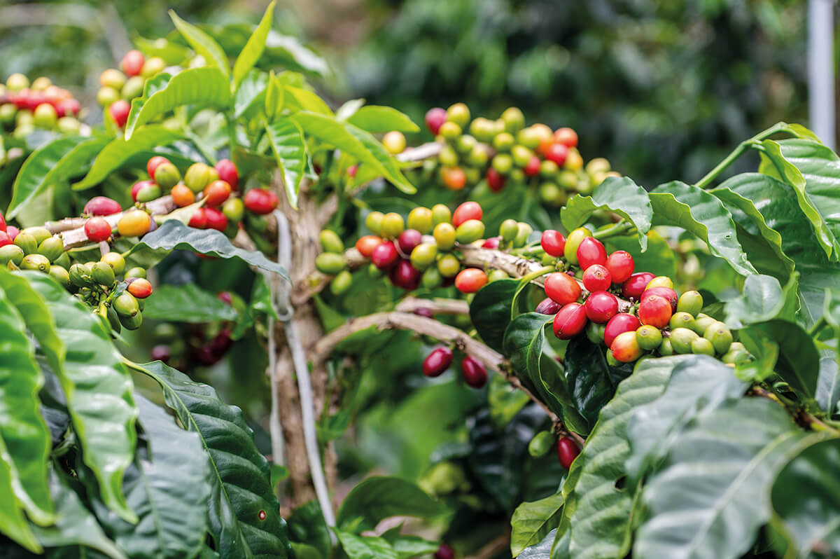 咖啡聰明肥提高肥料利用率又減少碳排的合理化施肥策略- 農傳媒