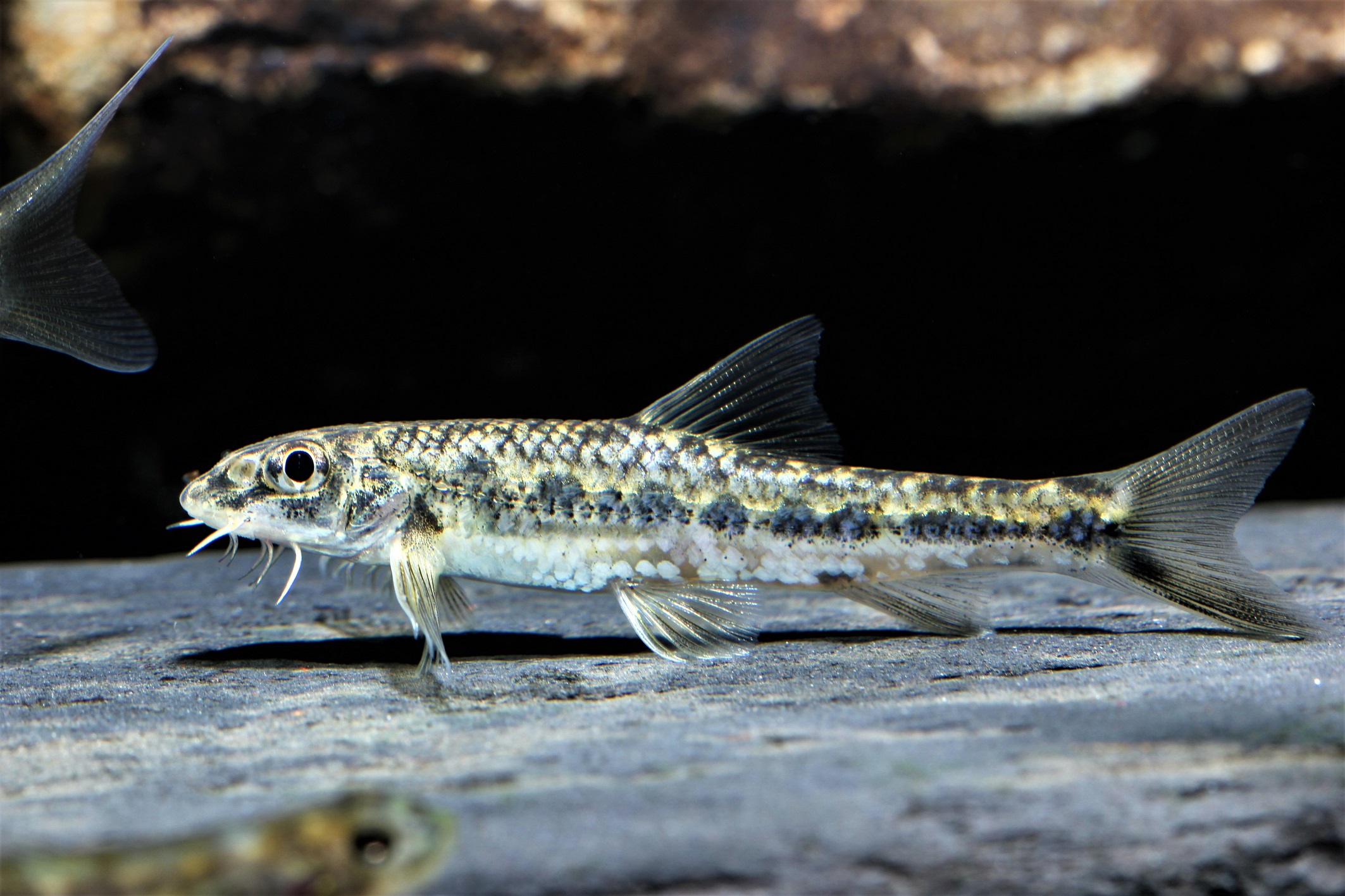 14種淡水魚增列保育類臺灣特有種溪流細鯽入列年底前飼主完成登記並禁止買賣