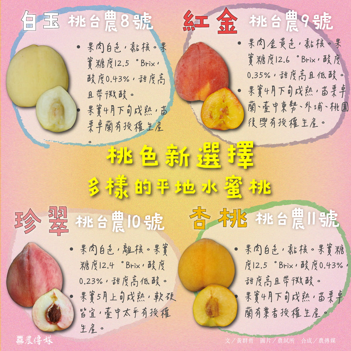 水蜜桃不只山上有！農試所培育低需冷性品種，讓平地水蜜桃好看又好吃！ - 農傳媒