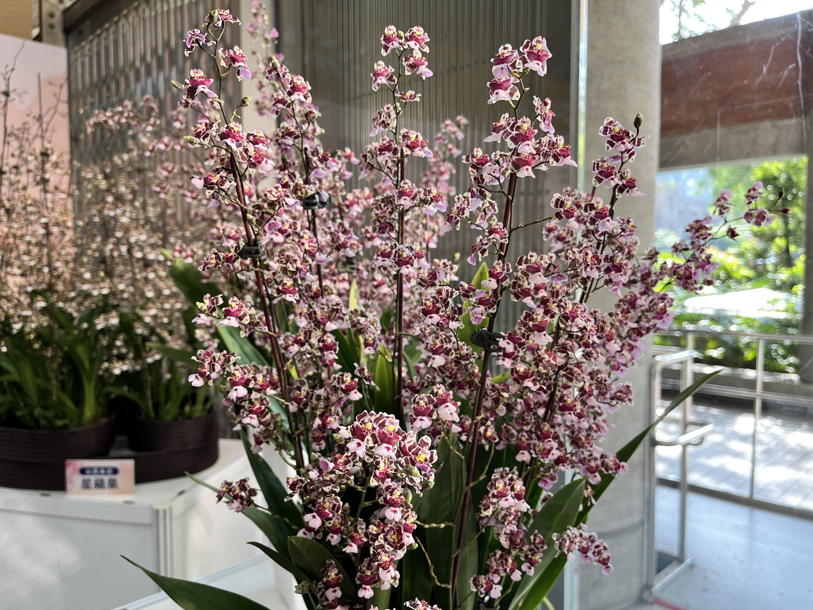 文心蘭盆花新品種「花木蘭」、「紅雀」 花色少見、多花且具香氣國際