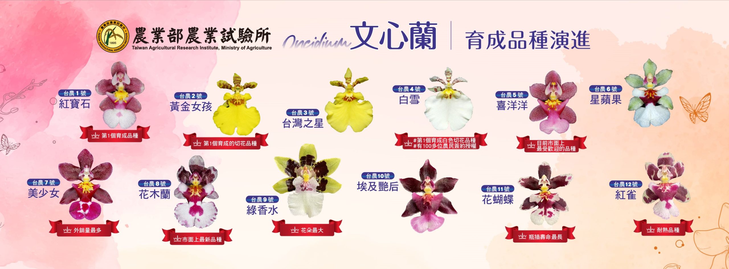 文心蘭盆花新品種「花木蘭」、「紅雀」 花色少見、多花且具香氣國際