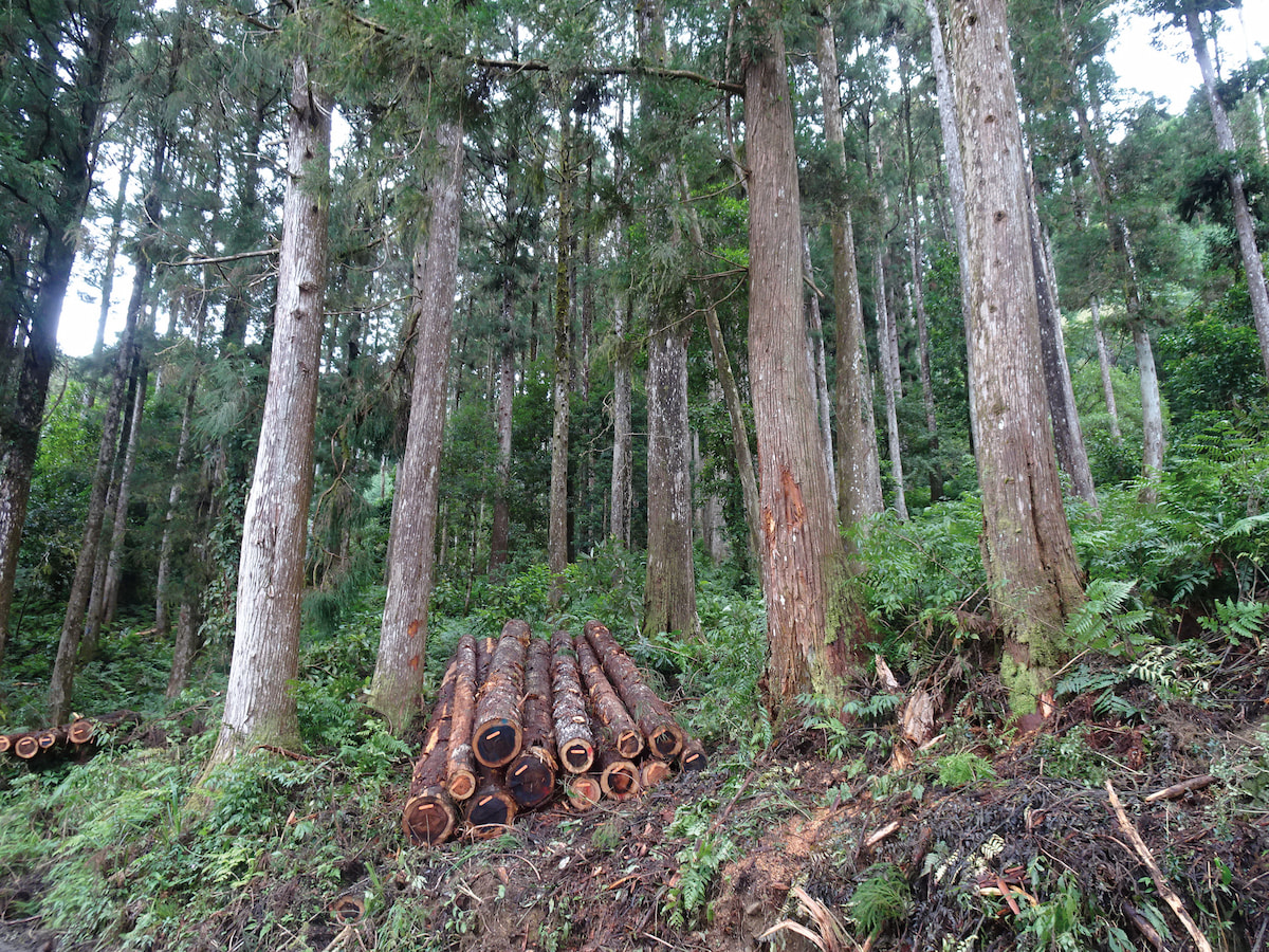 解碼山林 疏伐後林下環境更豐富、精油量更高:臺東分署攜璞草園 開發針葉木系列精油 - 農傳媒