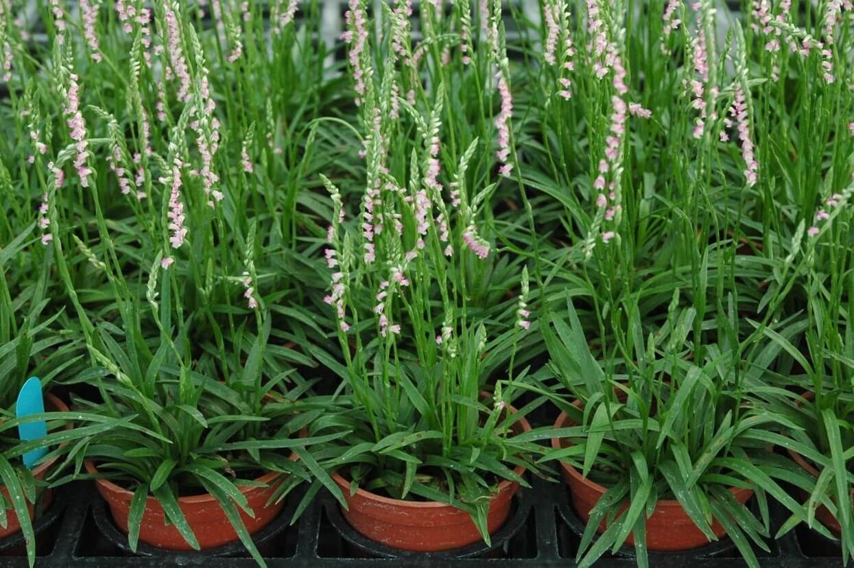 清明嬌客需要保護！花蓮農改場組培繁殖技術建原生蘭花「綬草」種苗量產體系- 農傳媒