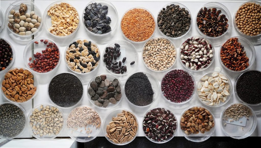 パキポディウム タッキー 新鮮種子5粒