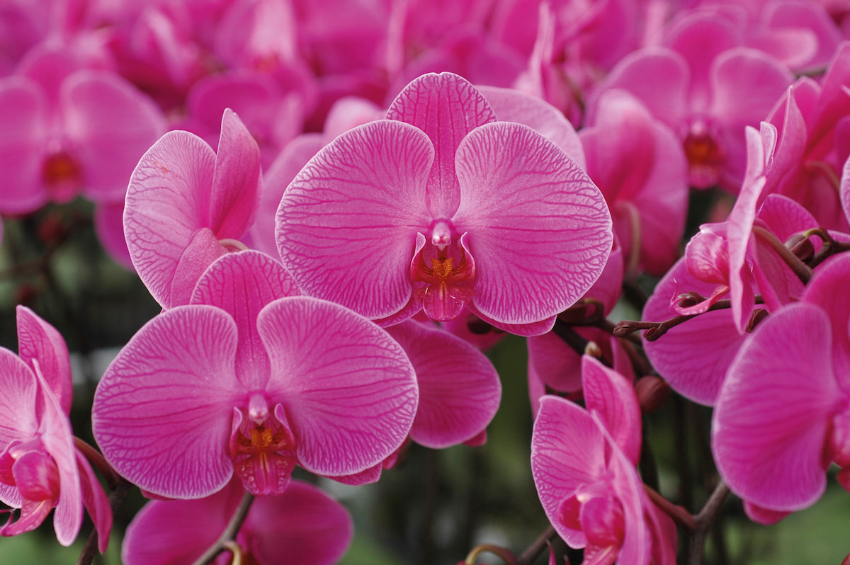 捎來幸福的彩蝶優雅繽紛蝴蝶蘭：掌握光照通風簡單養護便可連年開花- 農傳媒