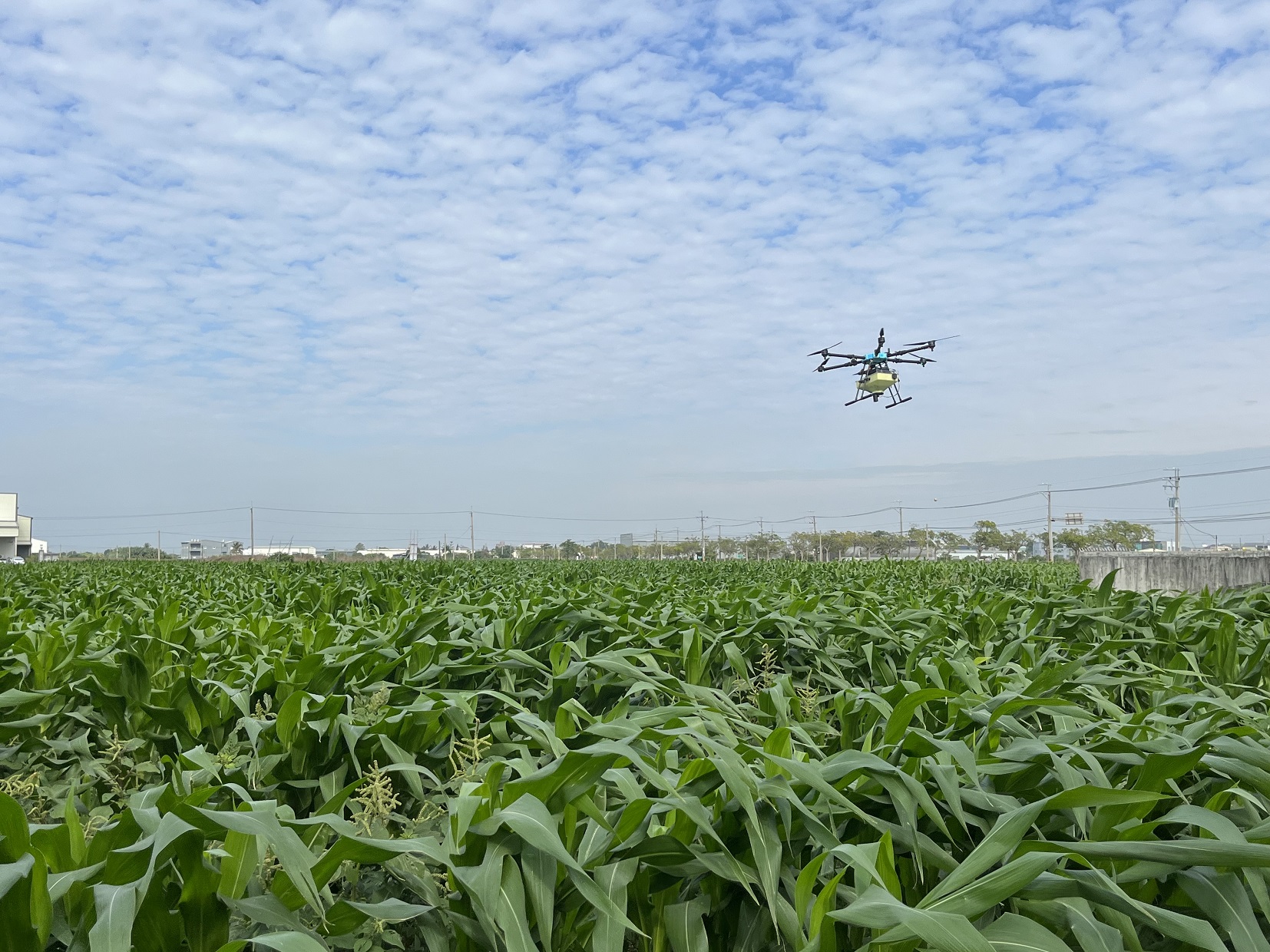 天敵生物防治落地！ 無人機GPS定位投放寄生蜂球技術產業鏈成形適用玉米