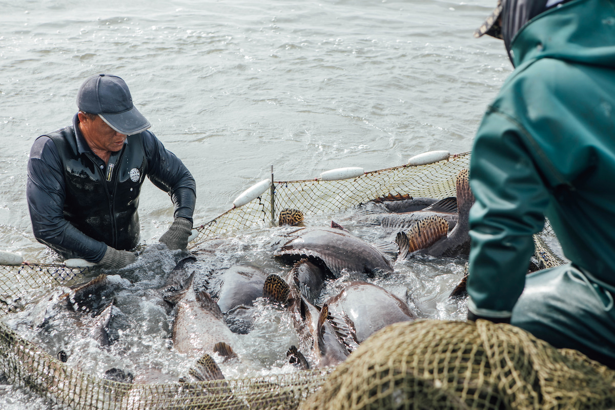 從危機游向轉機的臺灣石斑魚外銷：走過中國禁輸衝擊升級產業終獲日本