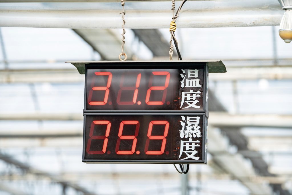 蝴蝶蘭種苗生長環境須維持均溫28℃。