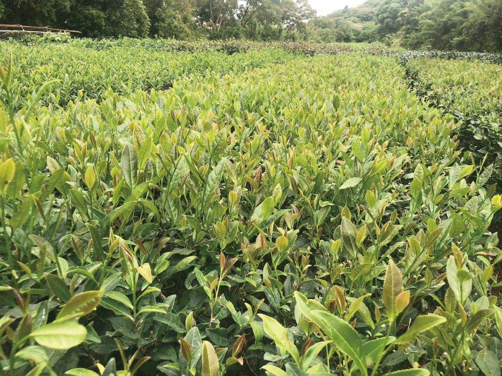 生產勢強的臺茶26號，具有風味濃厚豐富等優點，商業潛力相當大。