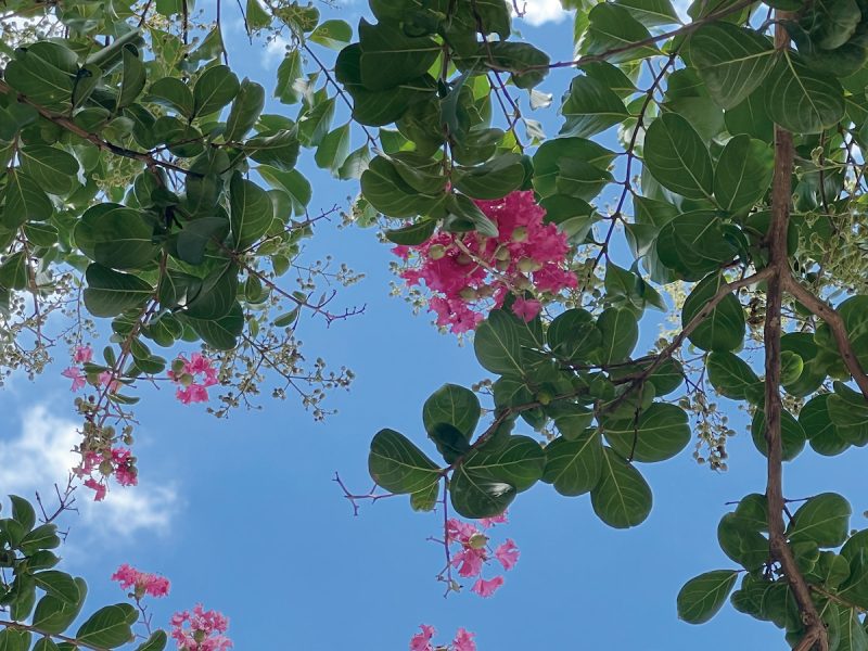 在嫁接植株的樹下，可清楚看見兩種不同直徑的子房，圖中央紅花之間有大幼果的是紫薇，兩邊幼果較密的是九芎。