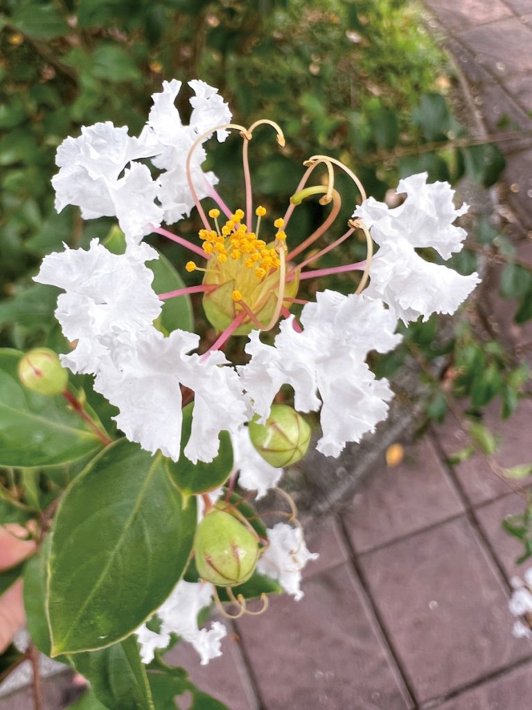 芎的花序細密，高處花瓣片片飄落時，像夏季的雪。九芎與紫薇的樹皮都會剝落，像是拋光的木雕。亞洲各地都有類似「猴不爬」的俗名。紫薇花朵較大，可以清楚看見花瓣的柄，植物學上稱為「爪（claw）」。