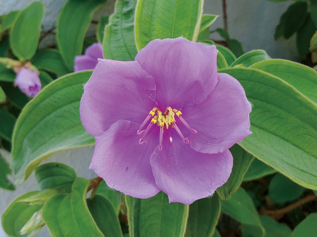 野牡丹（Melastoma septemnervium ）花徑大、觀賞性高，是臺灣原生植物，同科屬植物發展出多樣用途。