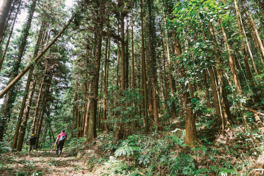 森林資源、生態服務是生物經濟重要領域。（攝影╱黃毛）
