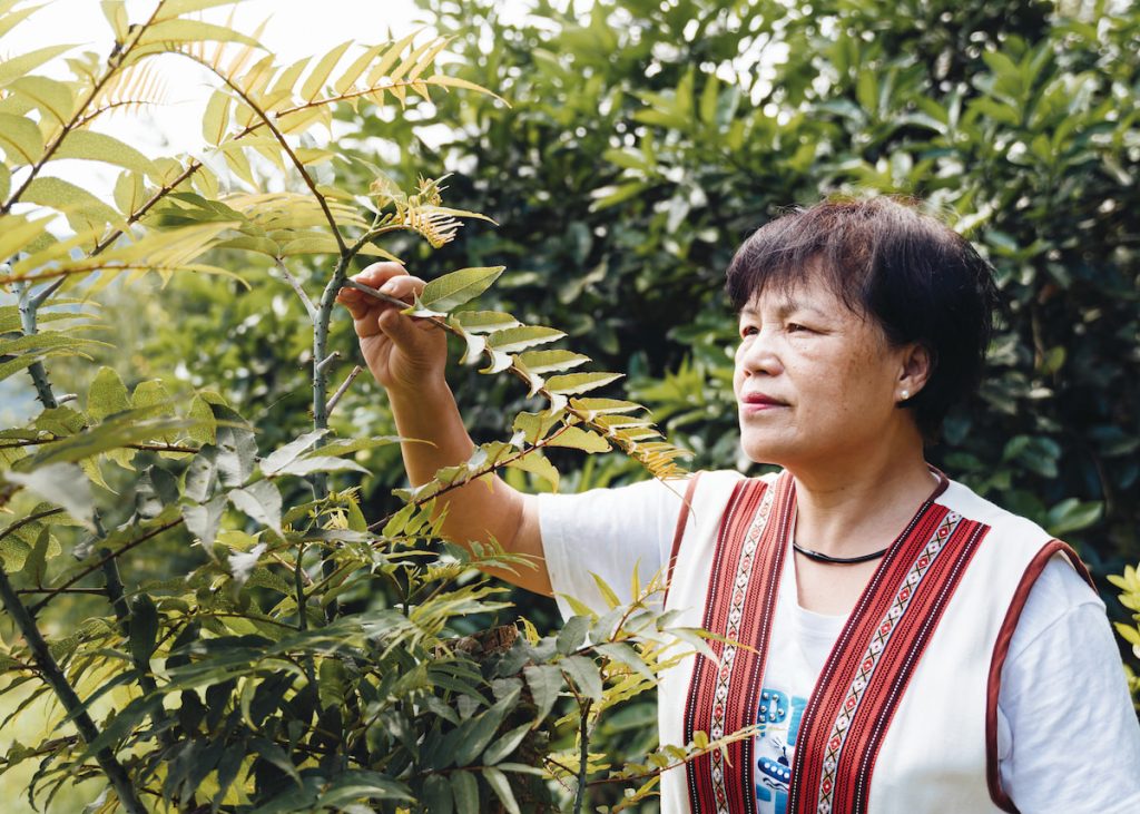 刺蔥又名食茱萸，是臺灣原生植物，亦是原住民族飲食常用香料。（攝影╱陳建豪）