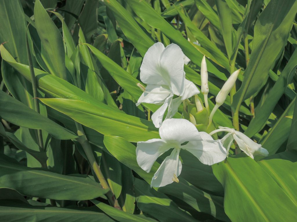 盛開的野薑花。（攝影╱林育安）