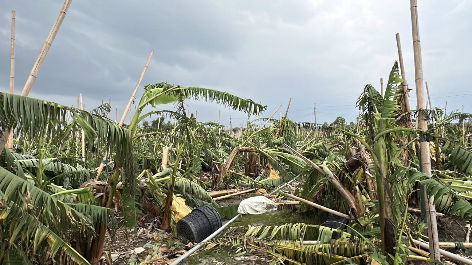支援蕉農復耕香蕉研究所蕉苗降價優惠每株10元- 農傳媒