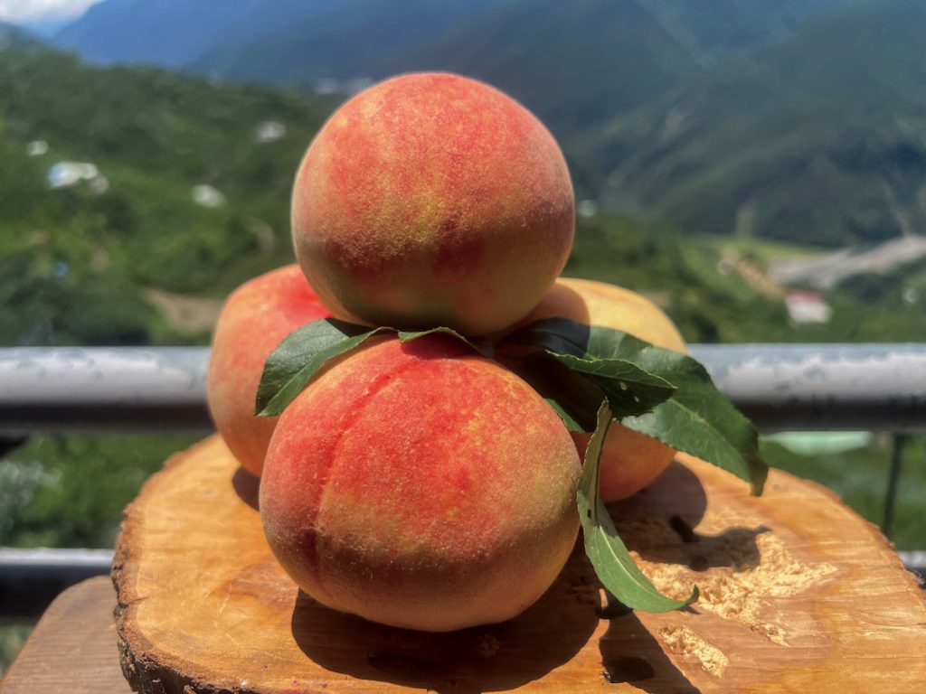 賴和遠種植高山種與平地種水蜜桃，果形皆圓潤飽滿。