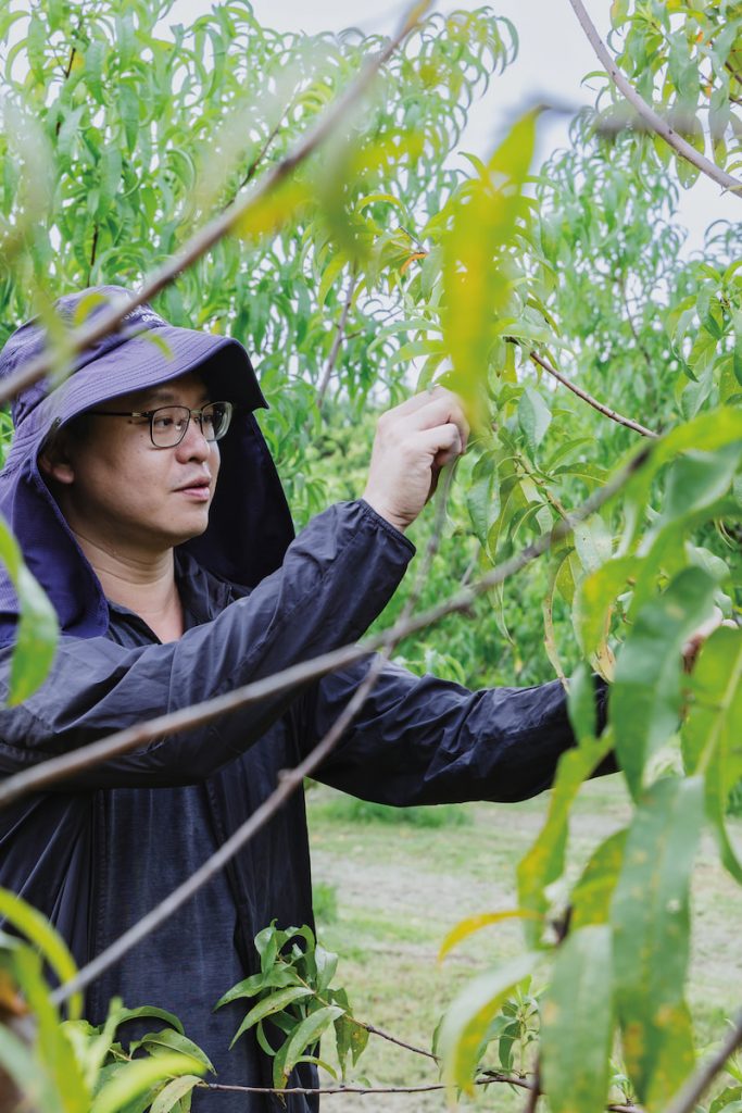 黃群哲一走入果園便展現驚人記憶力，如數家珍的一一介紹桃樹品種。