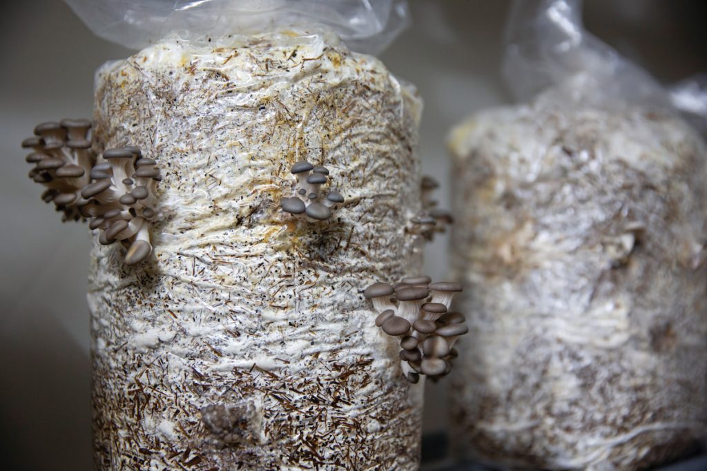 生物循環經濟從廢棄物處理、農業生產到能源等方面都具發展潛力，國內業者開發出稻草等農業廢棄物再利用，製成香菇太空包。