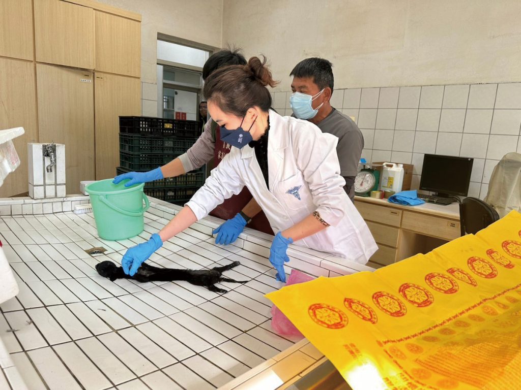 林珮如針對小黑狗屍體進行解剖，以釐清其死亡原因。（圖片提供╱嘉義縣家畜疾病防治所）