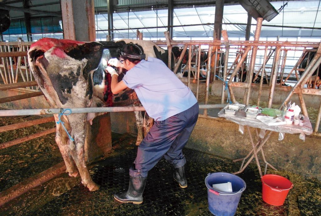 龔建嘉正在替乳牛進行手術。較具規模的牧場，更需要駐場獸醫師的細心照料。