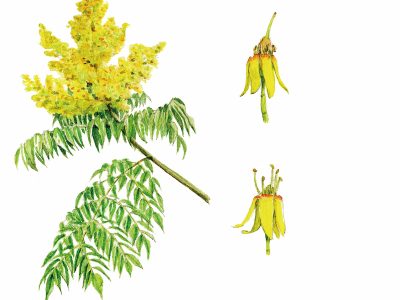 欒樹的花序中，有雌雄兩型的花朵。